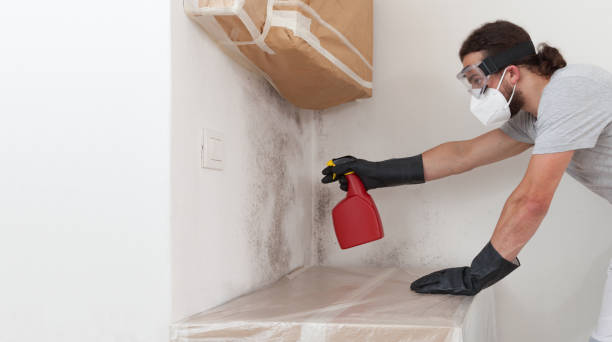 Professional Basement Mold Remediation technician working in Rutherford, NJ