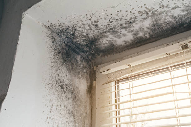 Affordable Basement Mold Remediation solutions in Rutherford, NJ