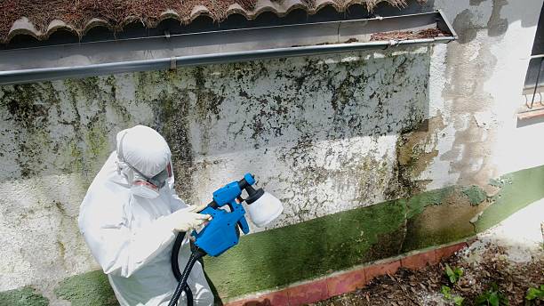 Top rated local Basement Mold Remediation specialists in Rutherford, NJ